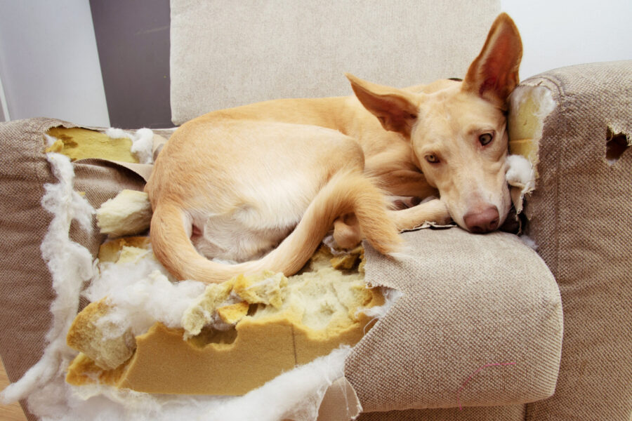 puppy on demolished sofa