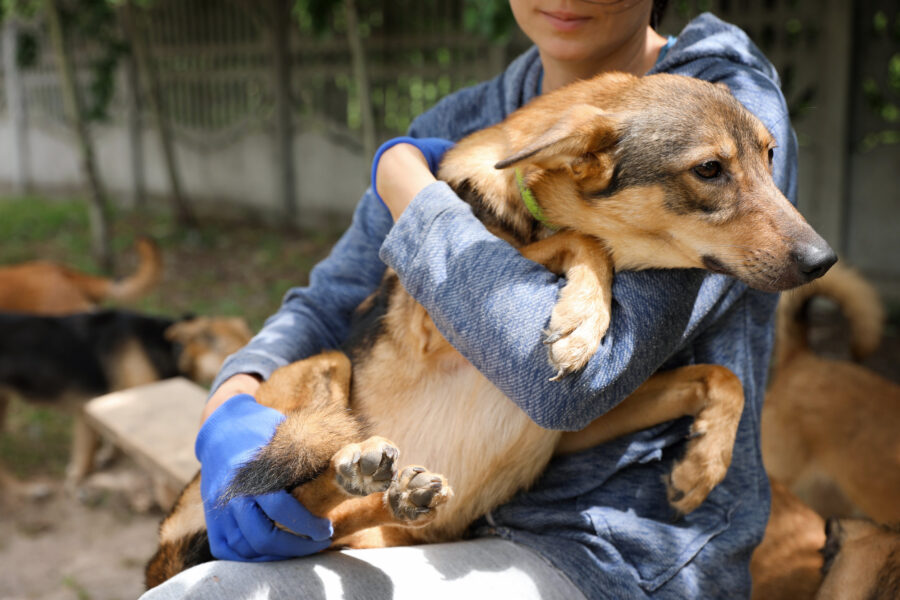 female volunteer holds dog in shelter