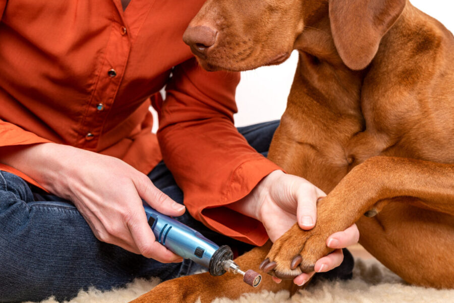 dog nails being groomed with nail grinder.
