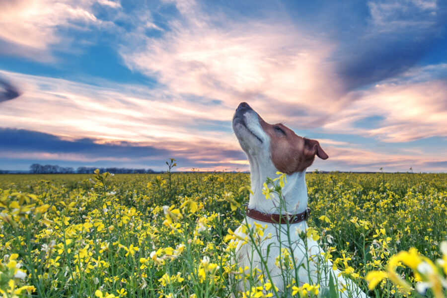 Jack Russell in flower meadow