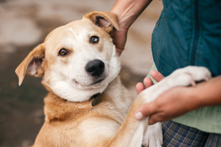 person hugging stray dog