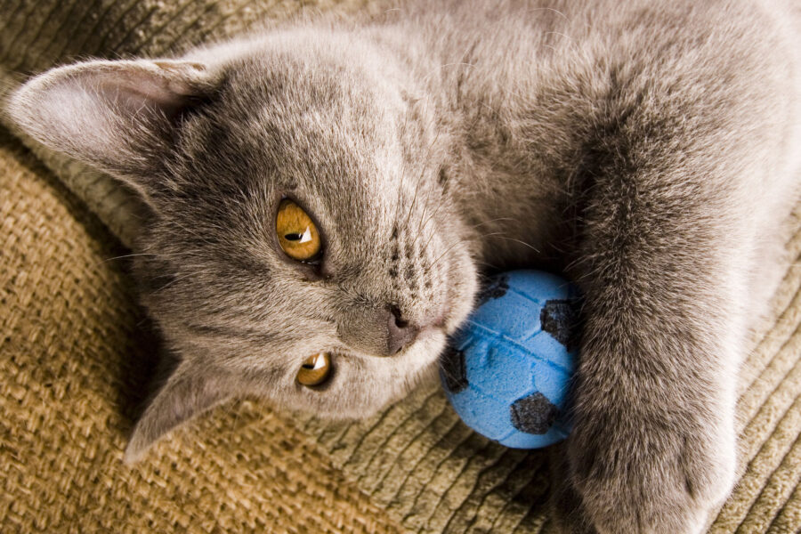 brown cat lying with blue ball