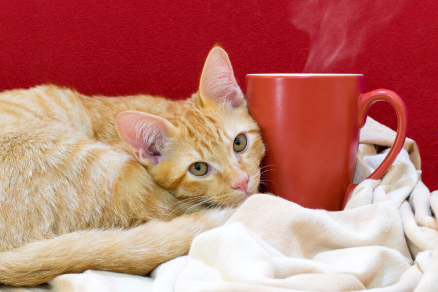 ginger cat and coffee cup - cat cafes