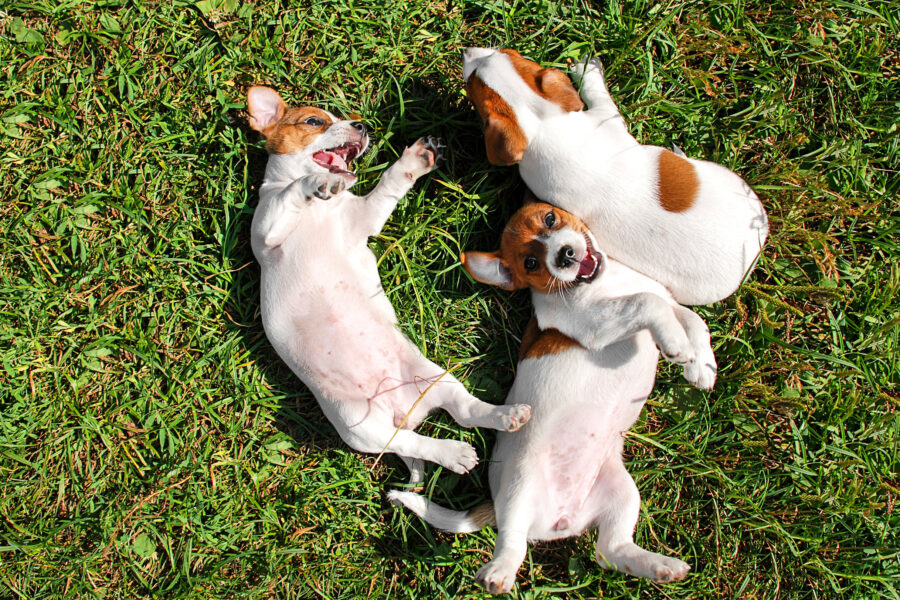 dogs lying on backs in grass - dog friendly places