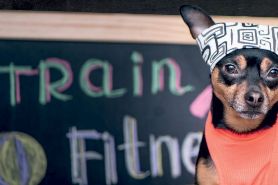 The Dogtor