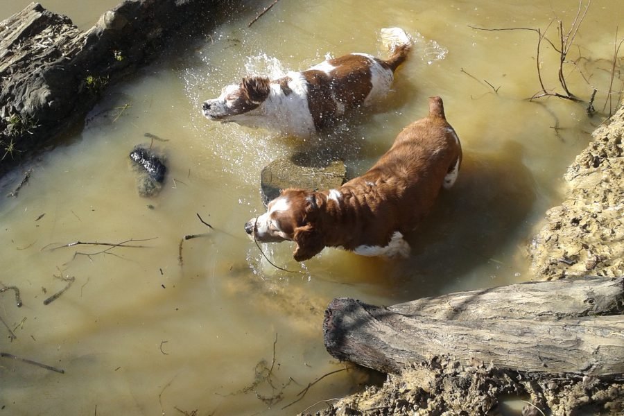 Dogs getting wet by Andrew James