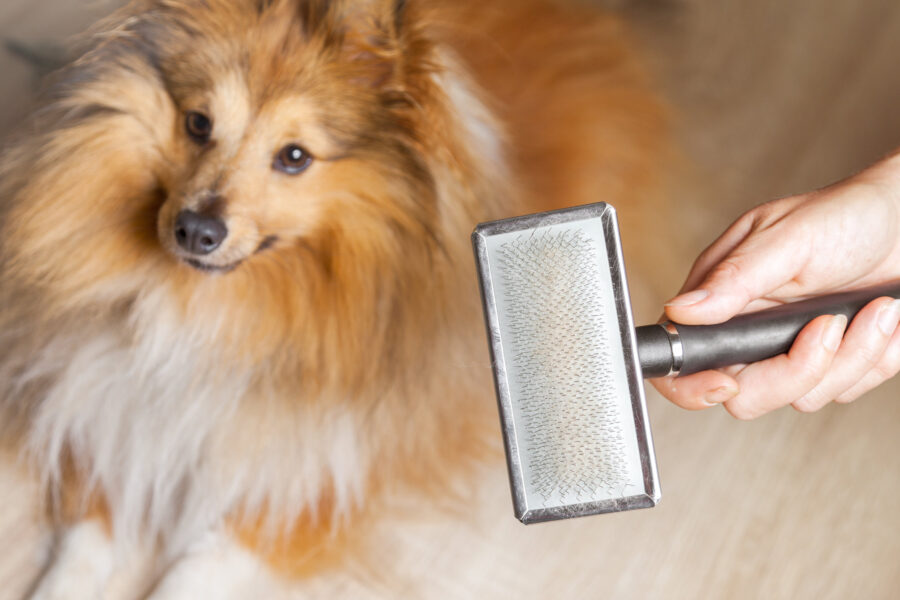sheepdog and grooming brush
