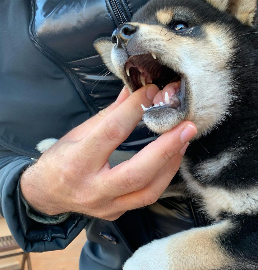 How to stop your puppy from biting