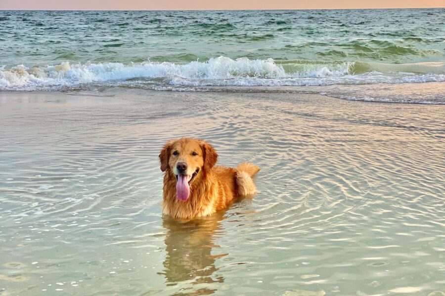golden retriever in sea