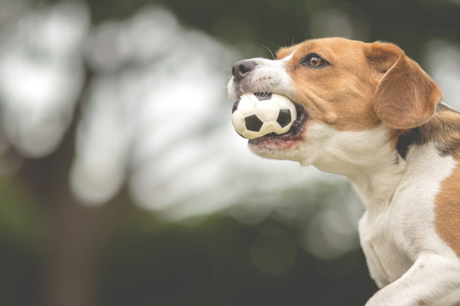Beagle with football in mouth