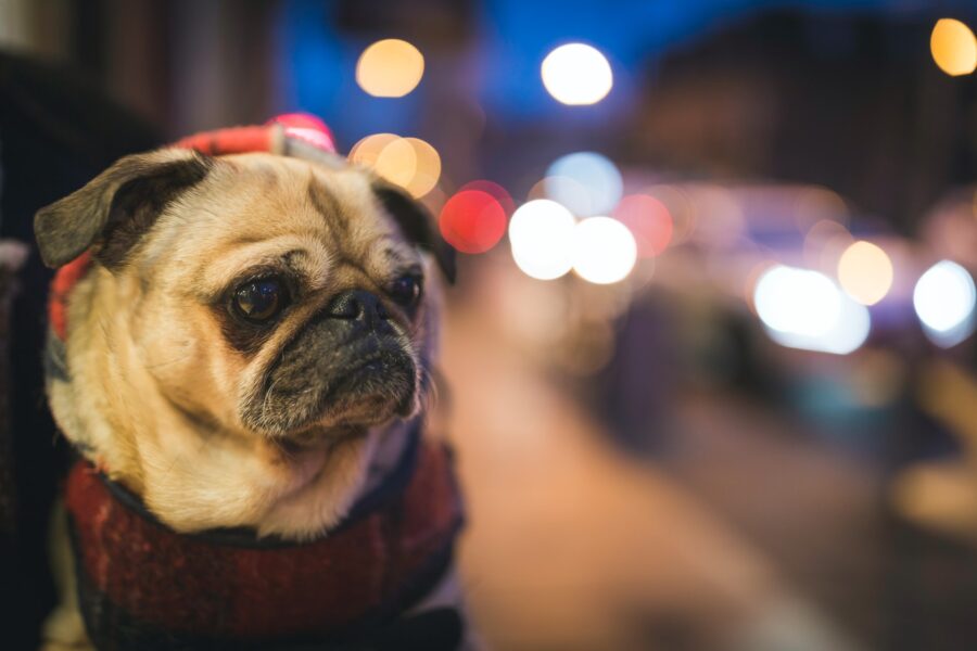 City pug dog with blurred headlights in background