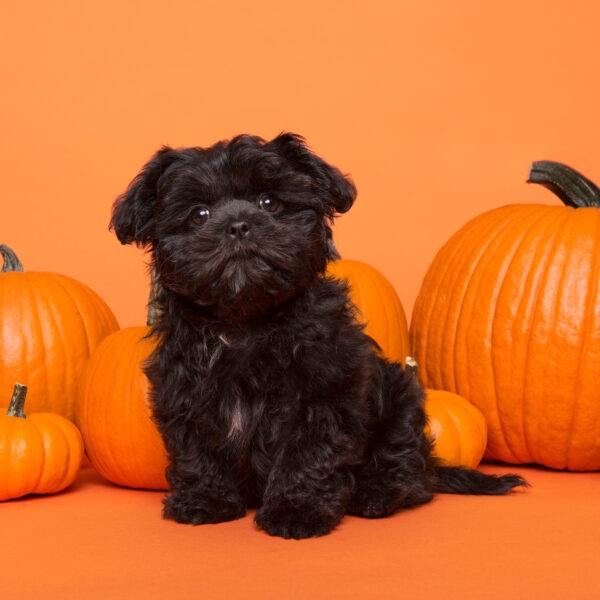 Small black Terrier in front of pumkins on orange background