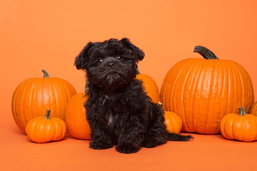 Small black Terrier in front of pumkins on orange background