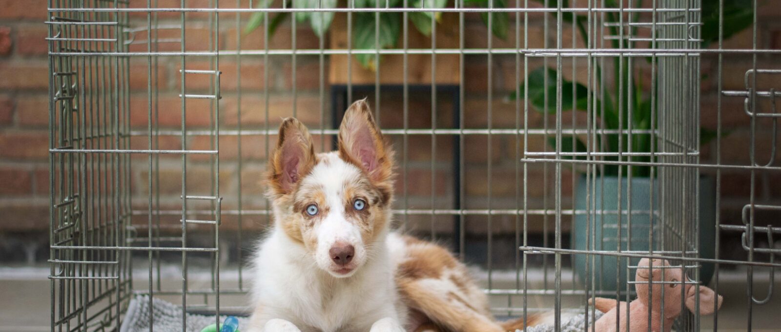 Border Collie inside crate