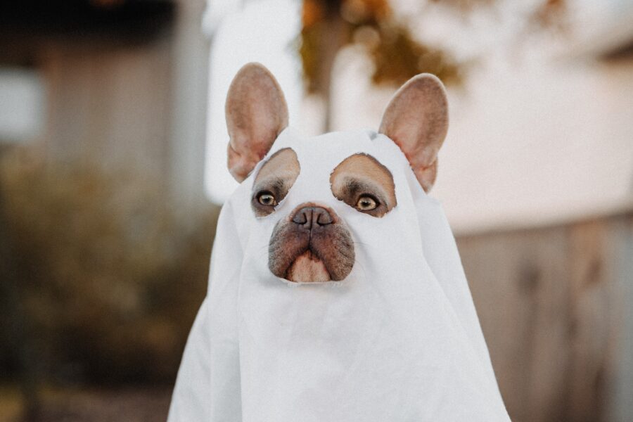 Dog in sheet - Halloween costume