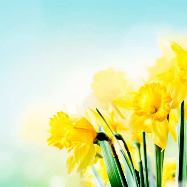 daffodils
