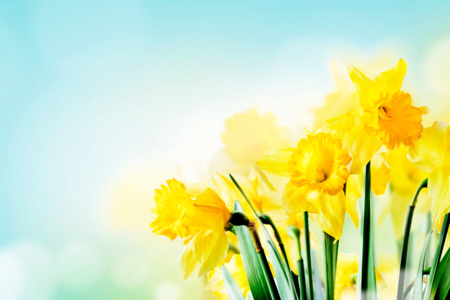 daffodils