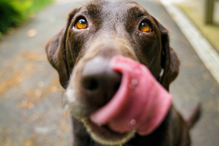 dog with tongue out around muzzle
