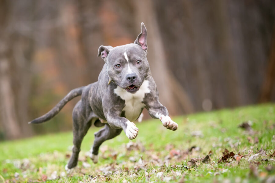 pit bull terrier and mixed running / zoomies
