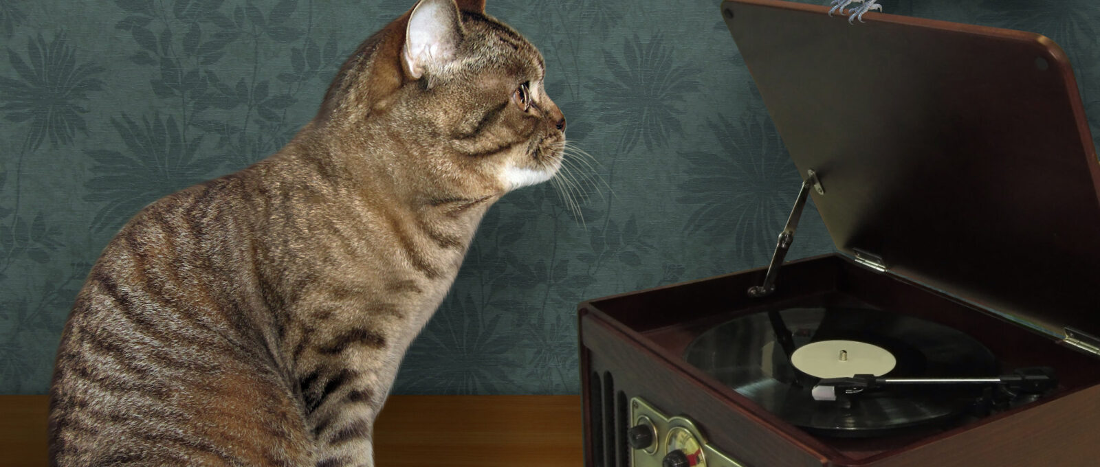 Tabby cat by vinyl record player