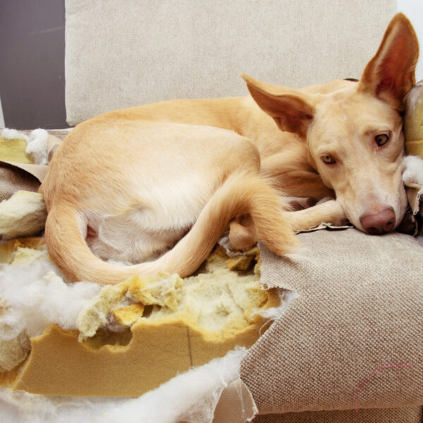 puppy on demolished sofa