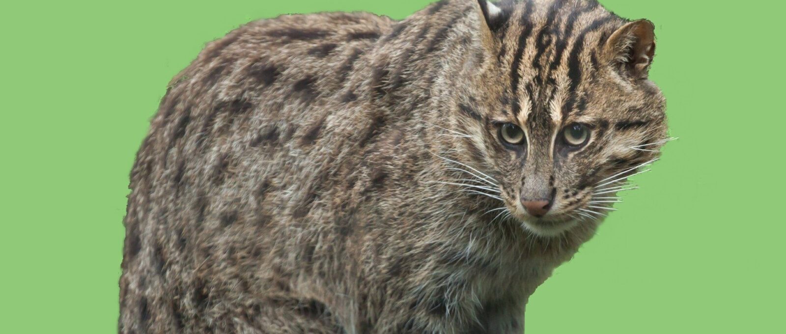 fishing cat- green background
