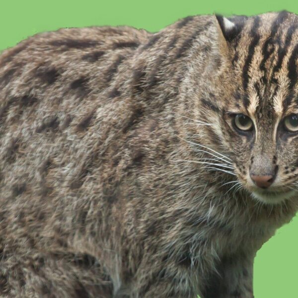 fishing cat- green background