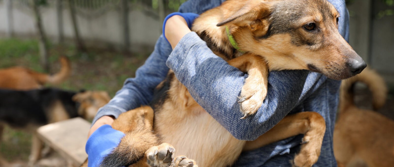 female volunteer holds dog in shelter