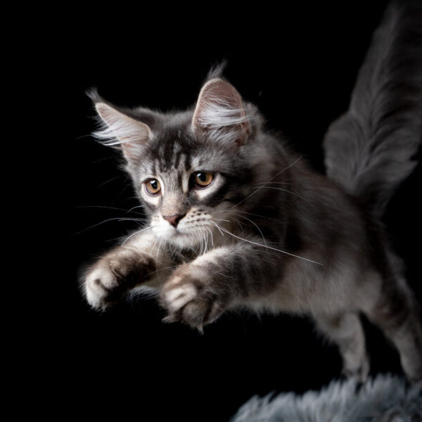 Main Coon kitten leaping - dark background