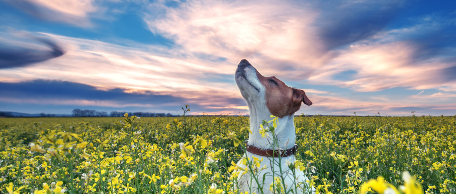 Jack Russell in flower meadow