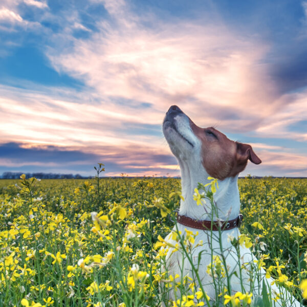 Jack Russell in flower meadow