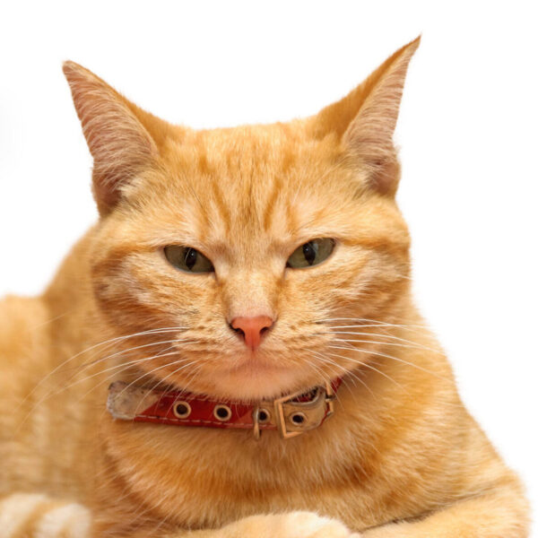 ginger/ marmalade cat looking at camera