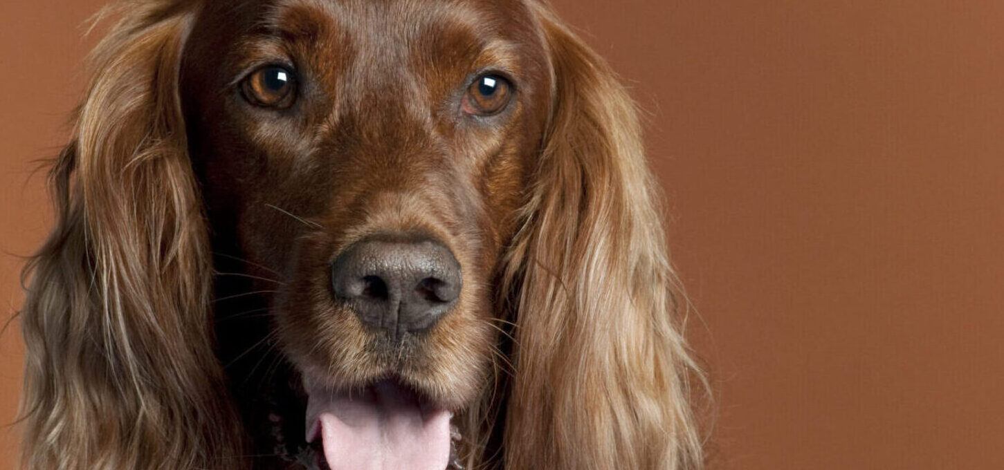 Irish setter close up on brown background - dogs of Ireland