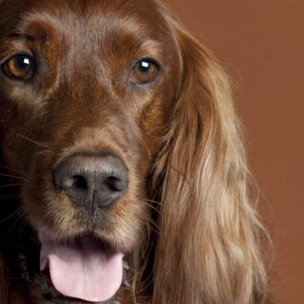 Irish setter close up on brown background - dogs of Ireland