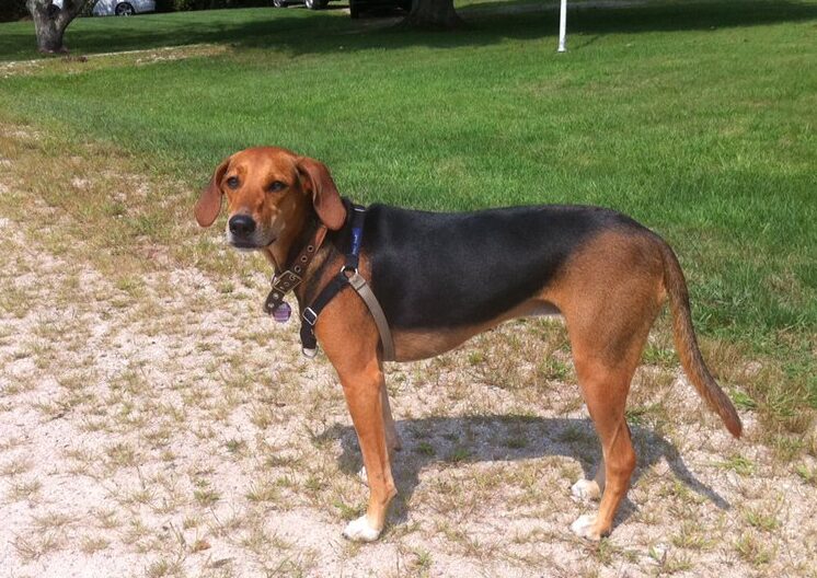 Kerry Beagle - dogs of Ireland