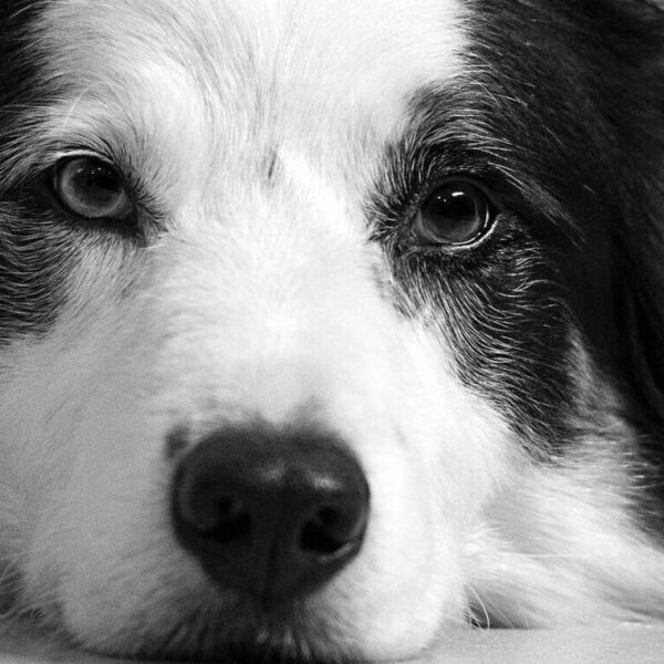 Border Collie- head on the floor