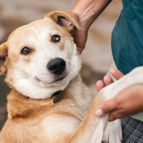 person hugging stray dog