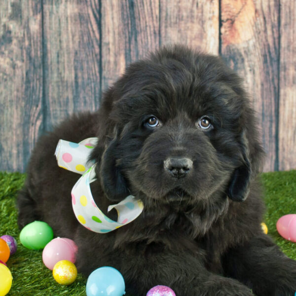 Newfoundland puppy surrounded by coloured eggs at Easter