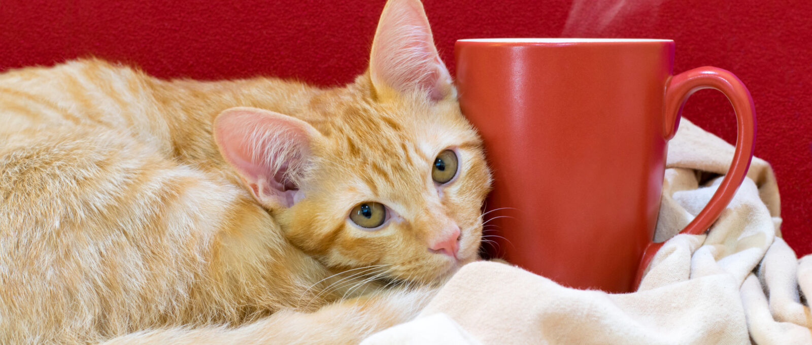 ginger cat and coffee cup - cat cafes