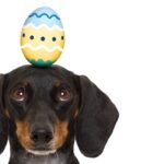 Dachshund with easter egg on head