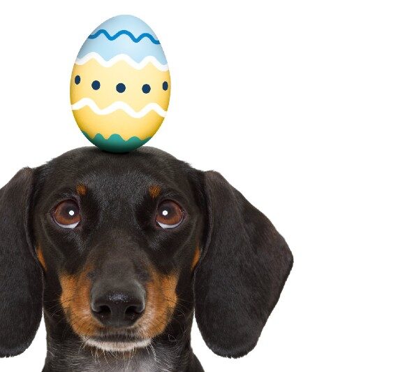 Dachshund with easter egg on head