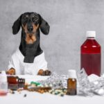 dachshund in doctor uniform with medicine and pills on table