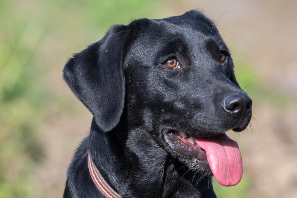 10 month-old black labrador 