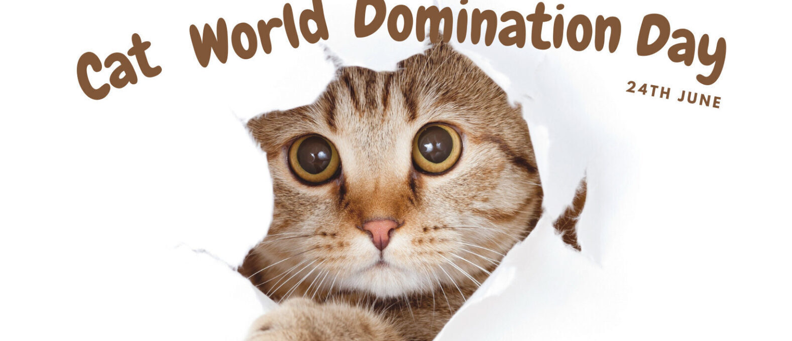 Cat world domination day