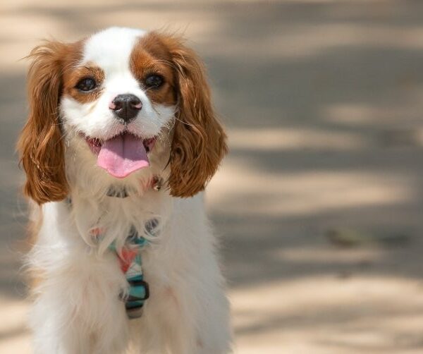 Spaniel - new puppy
