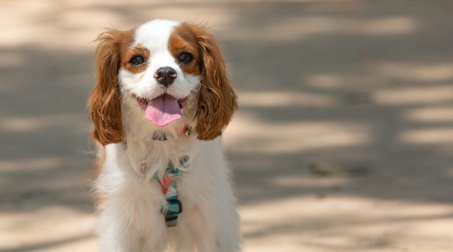 Spaniel - new puppy