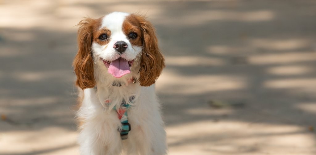 Spaniel - new puppy